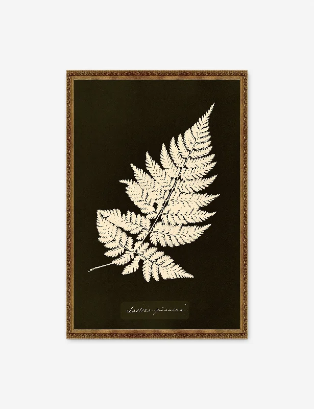 Abstract fabric wall panels-Lastrea Spinulosa Print by Anna Atkins