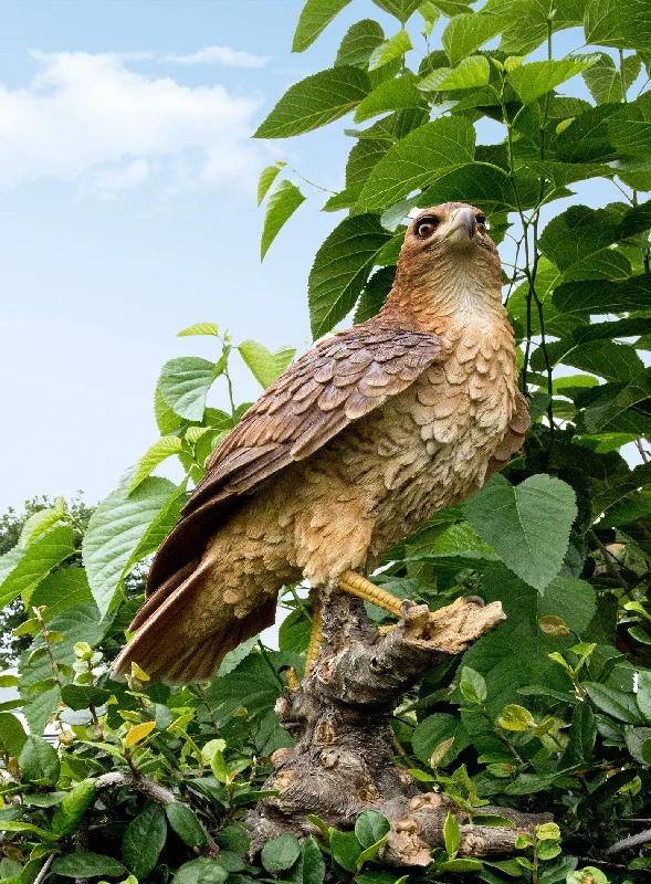 Tropical leaf table mats-Wild Hawk standing on branch Garden Statue